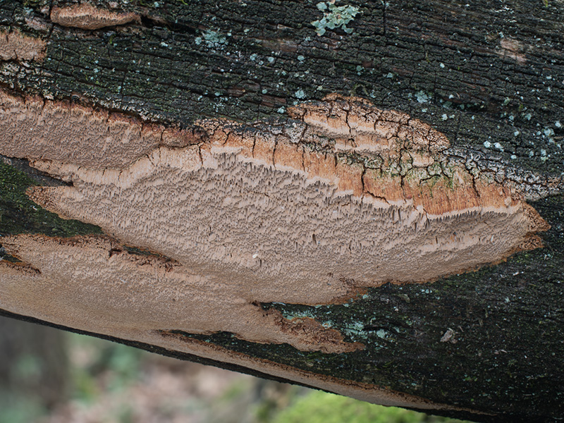 Phellinus contiguus